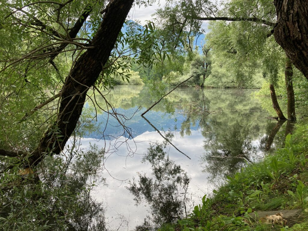 bäume